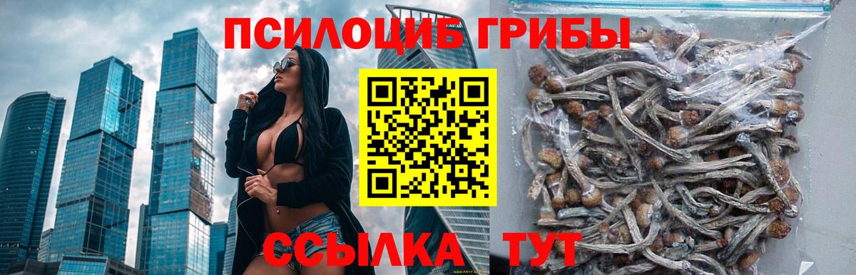 Псилоцибиновые грибы Cubensis Кунгур